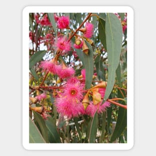 Flowering Gum Tree Sticker